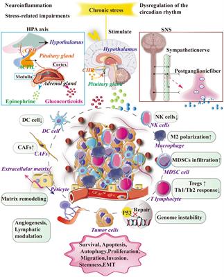 Investigating the crosstalk between chronic stress and immune cells: implications for enhanced cancer therapy